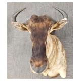 Wildebeest head & shoulder mount (ears as is)