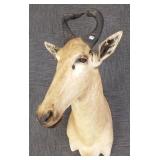 Hartebeest head & shoulder mount (ear as is)
