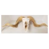 Mouflon skull with horns - 28" spread
