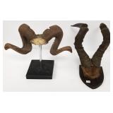 Hartebeest horn mount & replica mouflon horn