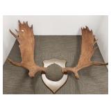 Composition replica moose antler mount - approx.