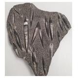 Group of fossil cephalopods 17"x 19"