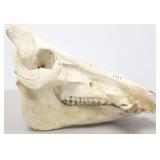 Approx 16" boar skull