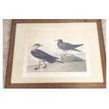 Framed hand colored J.J. Audubon lithograph