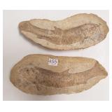 10 1/2" fossil fish- 2 halves