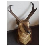 Pronghorn antelope mount
