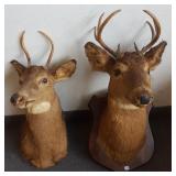 2 whitetail deer mounts