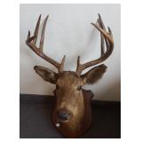 One 10-point whitetail deer mount