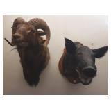 Mounted wild boar & moufflon