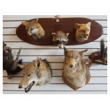 Group mounted squirrels, raccoon & coyote