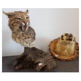 Badger & bobcat mount