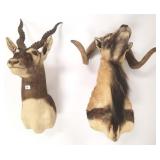 European Mouflon sheep with full curl &