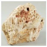 Large agatized colony coral specimen-