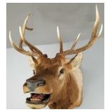 Elk shoulder mount: 30' wide antlers