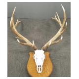 Elk European mount (w/ skull): 43' wide, 56' high