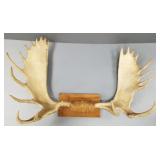 Mounted moose paddles: 55' wide