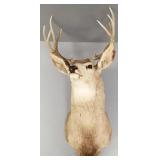 Mule deer mount: 10 points, 18' wide