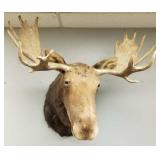 Moose shoulder mount: 43' wide paddles