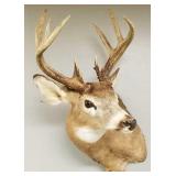 White tail deer mount: 11 points, 17' wide
