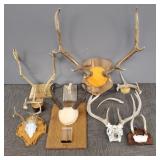 Group deer, etc. antlers