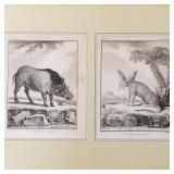 Framed antique engravings of African Boar &