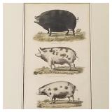 Antique colored swine print- 18 3/4'H 14'W framed