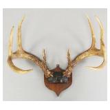 9 point white-tail deer rack dated 1958- measured