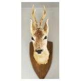 Mounted European roe deer head- 21'H total