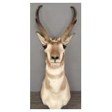 Shoulder mount pronghorn antelope- 32'H total