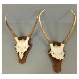 2 mounted European deer antlers- 21'H tallest