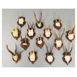Group of small mounted roe deer antlers