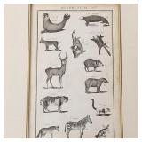 18th century English print: Quadrupeds- plate 74