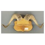 Full curl mounted bighorn sheep horns- 25"