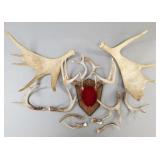 Gp of moose/ deer horns incl board mounted -