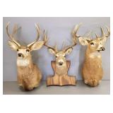 3 deer shoulder, etc mounts- 9 points largest-