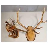 2 animal mounts: pheasant & elk antlers-
