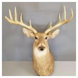 Large 9 point deer shoulder mount- 26'W