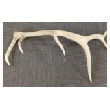 38" single elk shed