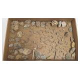 Large group of invertebrate fossils -