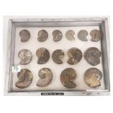 15 fossil ammonites in wood case - 1 1/2" to 2