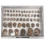 50 fossil ammonites in wood case - 1/2" to 2"