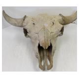 Large nearly complete ancient bison skull-