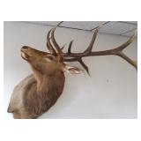 Large mounted 6 x 5 elk