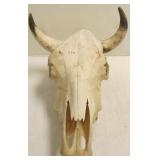 20" steer skull