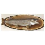Large mounted fish