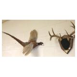 Mounted pheasant & deer antlers