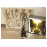 Zeiss German microscope, 2 anatomical charts &