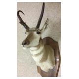 Mounted pronghorn antelope