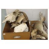 Group of skulls, bones, animal heads, etc