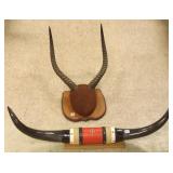 Mounted waterbuck horns & steer horns